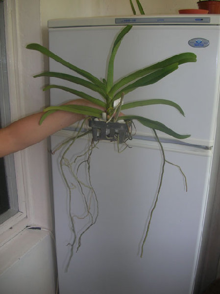 Rhv.SriSiam-Rhy.gigantea,red