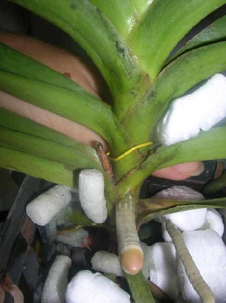 Rhv.SriSiam-Rhy.gigantea,red