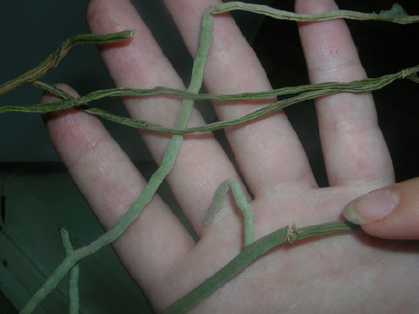 Rhv.SriSiam-Rhy.gigantea,red