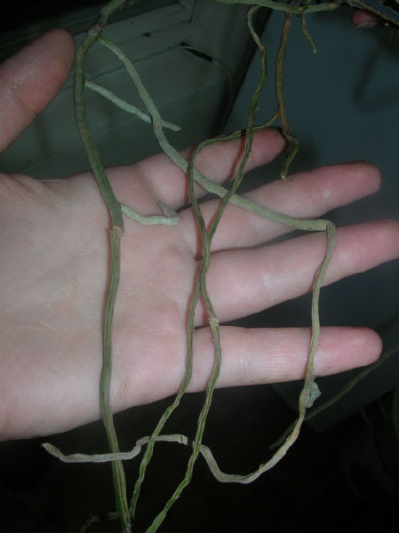 Rhv.SriSiam-Rhy.gigantea,red