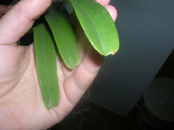 Rhv.SriSiam-Rhy.gigantea,red