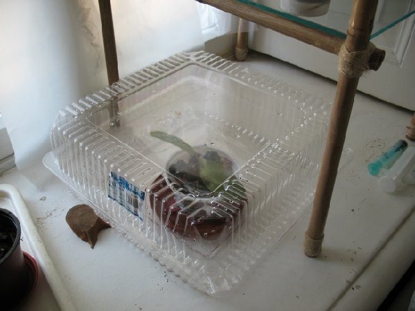 для фалика.JPG