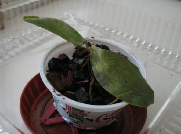 Это сам засушенец