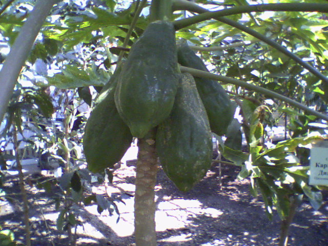 Дынное дерево