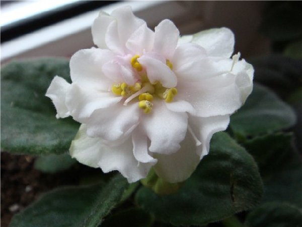 ЕК-Жемчужный зефир