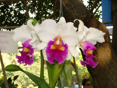 Blc. Varut Rittinun - Meristem FS