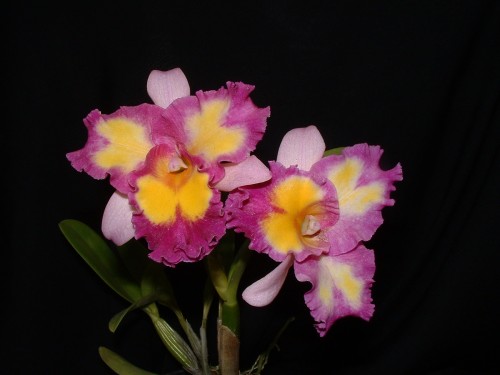 Pot. Nonthaburi Fancy - Meristem FS