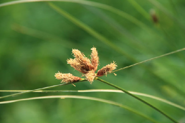 никогда не знала, что у травы такие красивые семяна