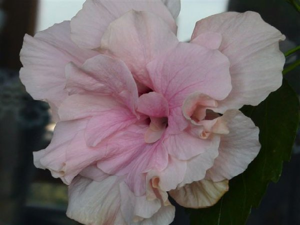 А это мой &quot;старый&quot; гибискус, которые почти был помер на старой квартире, а вот сейчас красавчик!