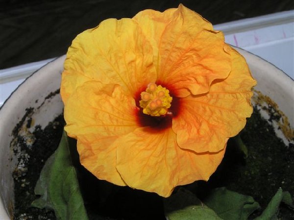 Ирочка (Харьков) твоё &quot;Сердце&quot;!!!!! Боже, мы так долго отходили, всё не принимались! И вот: листья почти пропали, зато цветок какой и куча бутонов! Спасибо тебе!