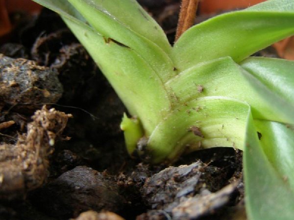 размера P6162221.JPG