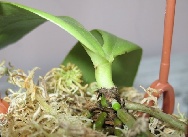 Виолацея с деткой.JPG