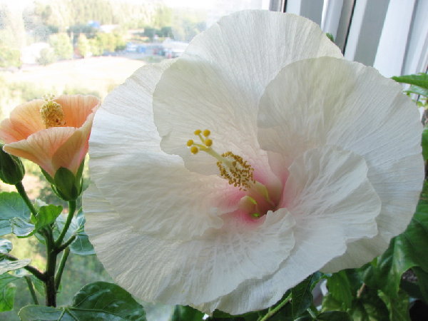 В паре с крошкой Фиестой