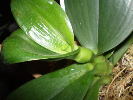 вот такое вот чудо получается