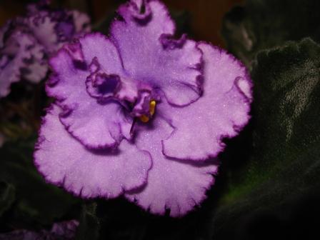 Liubimaya dochka 1.JPG