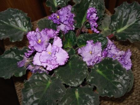 liubimaya dochka.JPG