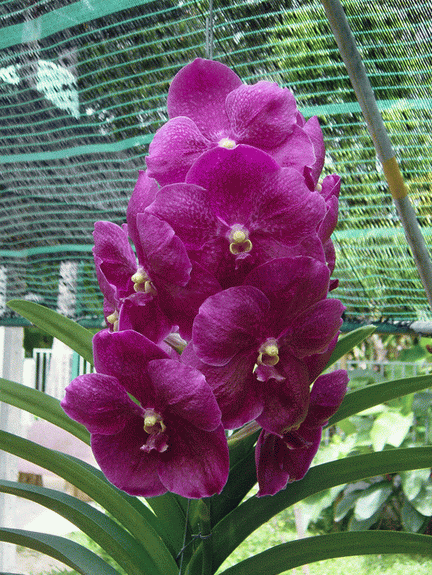 Vanda Dr. Anek Bai (2n)
