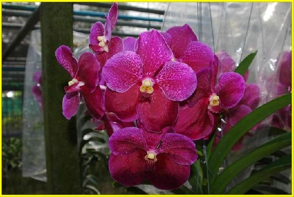 Vanda Dr. Anek