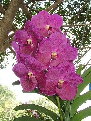 KT 3345 V Fuchs Fushia x V Dr Anek FCC 4n.jpg