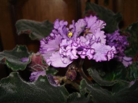 liubimaya dochka_.JPG