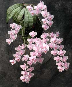 Phalaenopsis schilleriana Rchb. f.