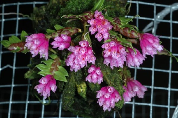 dendrobium dichaeoides