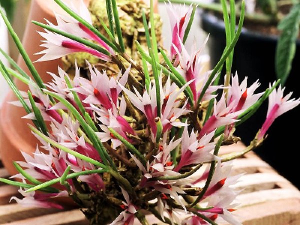 dendrobium hellwigianum