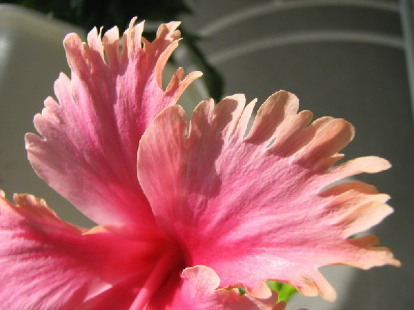 Вот такие у него лепесточки!