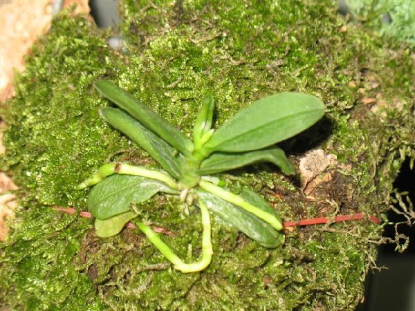 Haraella retrocalla. ( seedling )
