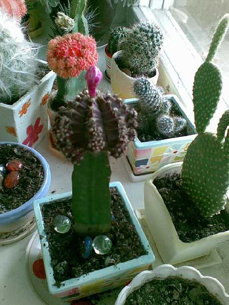 Вот это чудо, которое надумало цвести