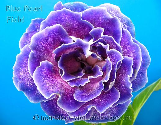 Blue Pearl Field3копирование.JPG