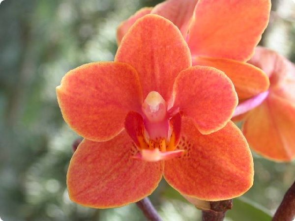 asconopsis jia no s orange.jpg