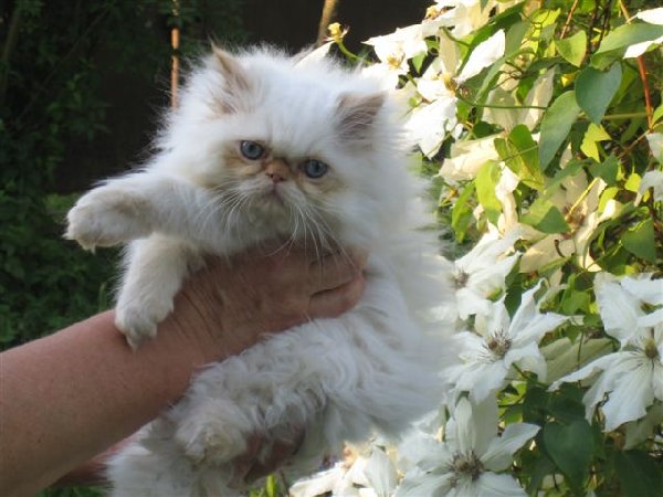 А вот собственно и моя кисунька