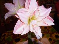 1 Афродита_thumb.jpg