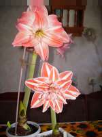 Джейн и Дансинг Куин_thumb.jpg