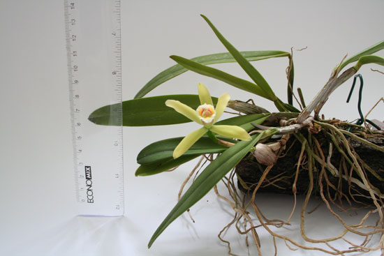 Cattleya luteola