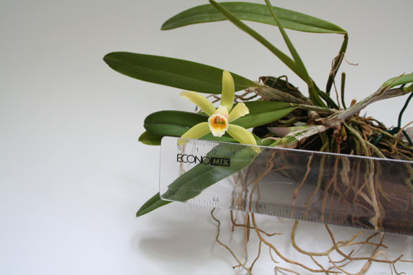 Cattleya luteola