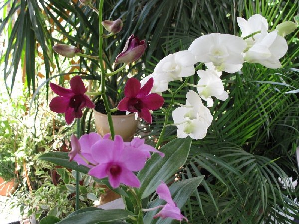 Вот так мы цветем