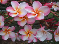 Plumeria Side Pink.jpg