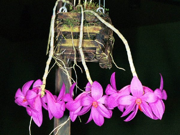 dendrobium glomeratum  FS - 12.00