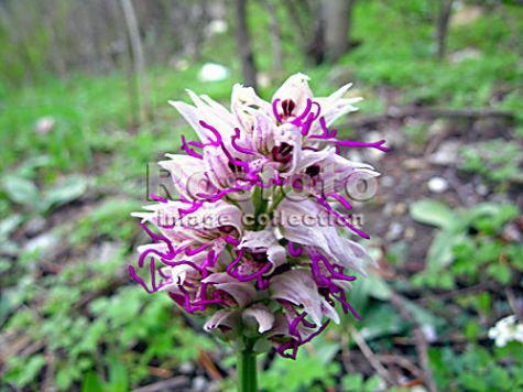 ятрышник обезьяний