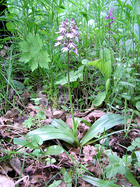 ятрышник пурпурный