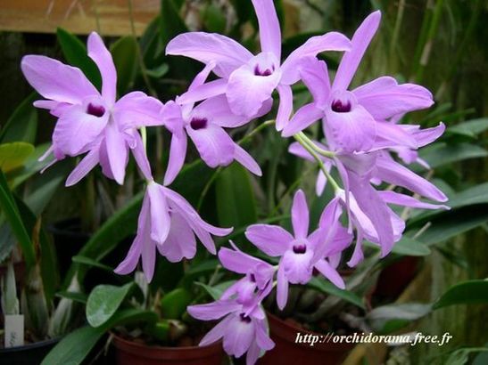 Laelia rubescens03-3.jpg