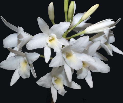 Laelia rubescens alba