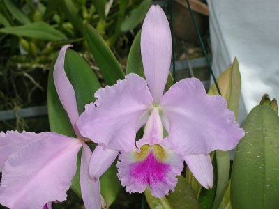 WEB-LIST-C-gaskeliana-tipo-Da.Norma Dreher.jpg