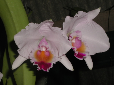 WEB-LIST-C-quadricolor-(SAMPLE PHOTO).jpg