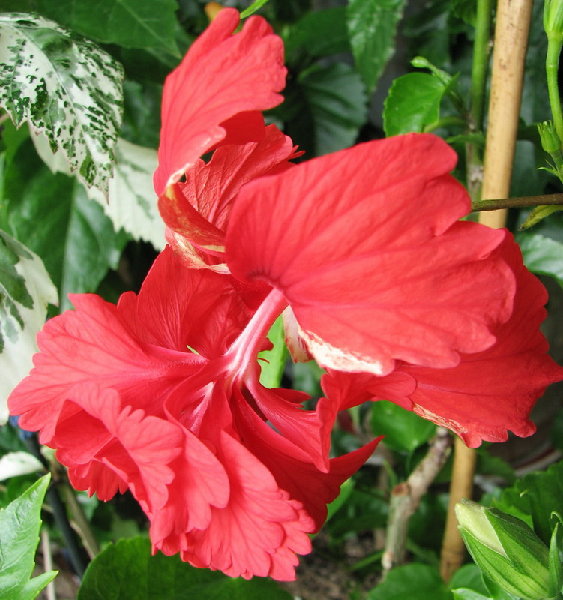 El Capitolio Bloody Mary