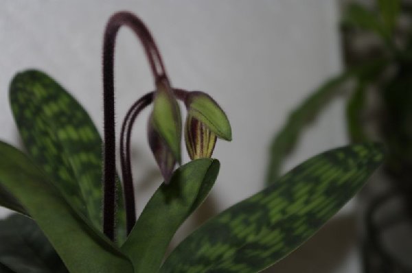 У меня башмак очень старается : вместе с бутонами растит 3-х деток.