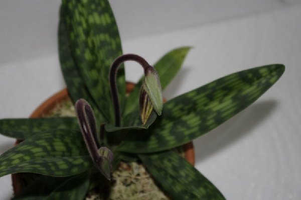 Очень компактная розетка. Башмак магазинный.