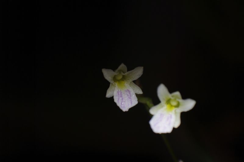 И такая кнопка повторно цветет